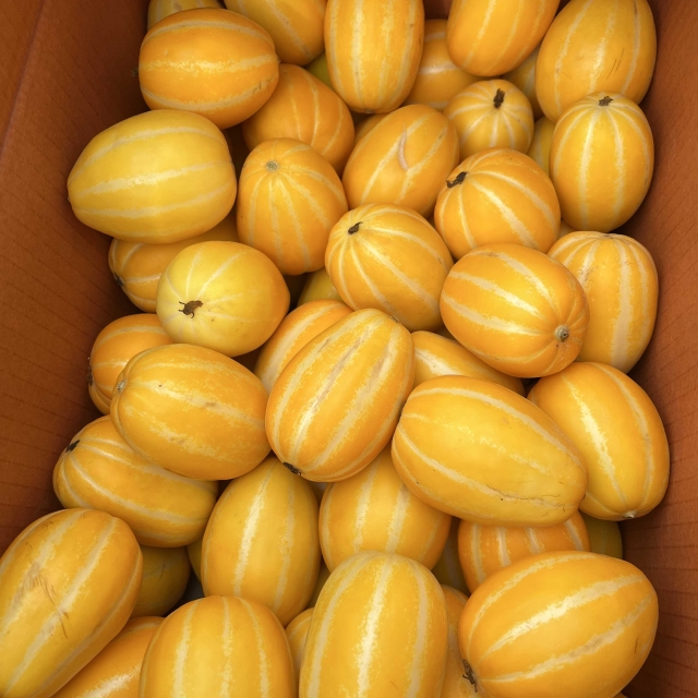 가정용 못난이 성주참외 벌크포장 10kg